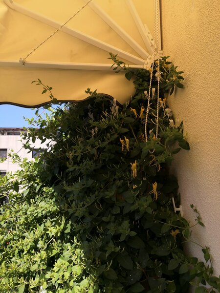 Foisorul de Foc, Cartierul Evreiesc, Ultracentral,